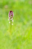 Burnt Orchid (Neotinea ustulata) flower on a limestone lawn in spring, Allier, France