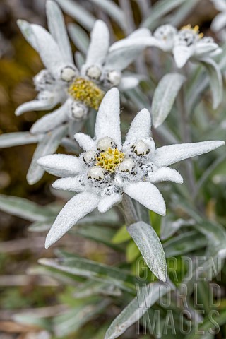 Edelweiss_Leontopodium_alpinum_Savoie_France