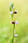 Flowering spike of Bee orchid (Ophrys apifera), bicolor form, Auvergne, France