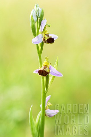Flowering_spike_of_Bee_orchid_Ophrys_apifera_bicolor_form_Auvergne_France