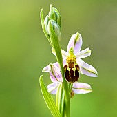 Flowers of Bee orchid (Ophrys apifera) aurita form, Auvergne, France