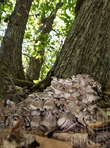Henofthewoods_or_maitake_Grifola_frondosa_growing_in_its_natural_environment_Liguria_Italy