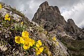 Mountain cowslip or bears ear (Primula auricula) growing in tipical high altitude environment, Veneto, Italy