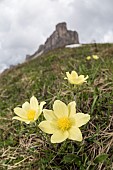 Alpine pasqueflower or alpine anemone (Pulsatilla alpina) growing in high-altitude environment, Veneto, Italy
