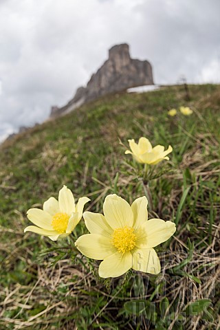 Alpine_pasqueflower_or_alpine_anemone_Pulsatilla_alpina_growing_in_highaltitude_environment_Veneto_I