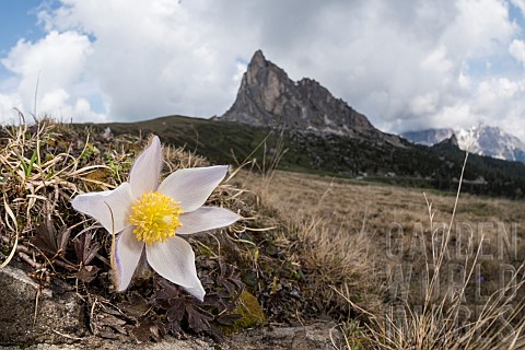 Spring_pasqueflower_or_lady_of_the_snows_Pulsatilla_vernalis_growing_in_high_altitude_environment_Ve