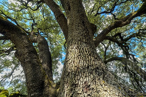 A_thousandyearold_holm_oak_in_Aragon_Tree_of_the_Year_2021_With_an_estimated_age_of_a_thousand_years