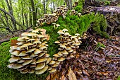 Sulphur Tuft (Hypholoma fasciculare) on a rotting stump. Haute Savoie, France