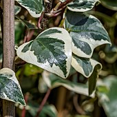 Algerian ivy (Hedera algeriensis) Gloire de Marengo