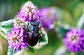 Stag beetle (Lucanus cervus) male on flowers