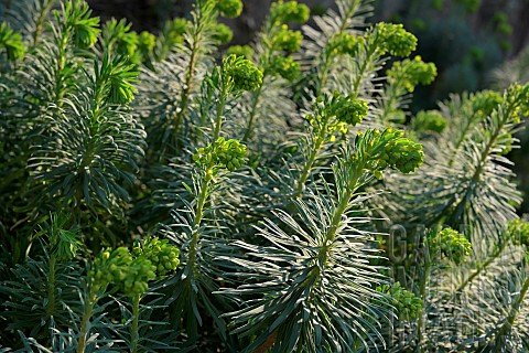 Euphorbia_Euphorbia_characias_and_the_beginning_of_their_inflorescences_Hrault_France