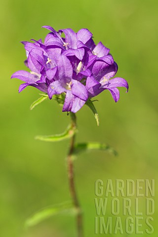 Wild_Clustered_Bellflower_Campanula_glomerata_in_a_meadow_on_a_summer_evening_Auvergne_France