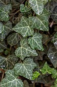 Canary Island ivy (Hedera algeriensis) in autumn