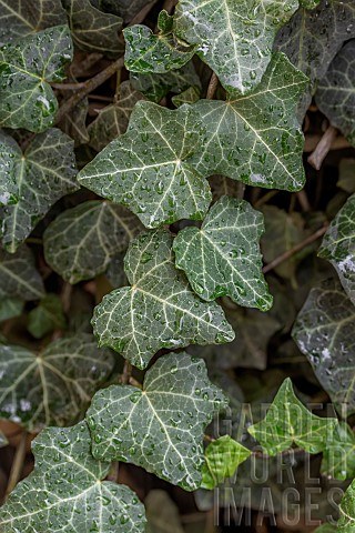 Canary_Island_ivy_Hedera_algeriensis_in_autumn