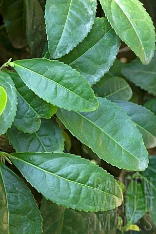 Tea_plant_Camellia_sinensis_foliage