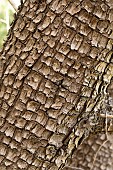 Alligator juniper (Juniperus deppeana), bark