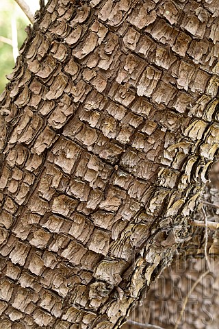 Alligator_juniper_Juniperus_deppeana_bark