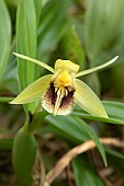 Orchid (Coelogyne fimbriata), flower