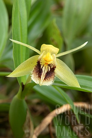 Orchid_Coelogyne_fimbriata_flower