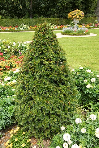Common_yew_Taxus_baccata_in_topiary_in_a_flower_bed
