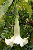 Angels-trumpet (Brugmansia candida Double White), flower