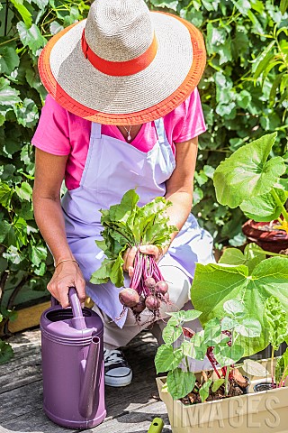 Woman_harvesting_beet_on_a_terrace_ambiance