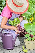 Woman harvesting beet on a terrace (ambiance).