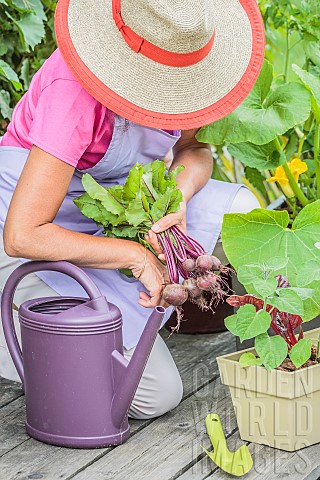 Woman_harvesting_beet_on_a_terrace_ambiance