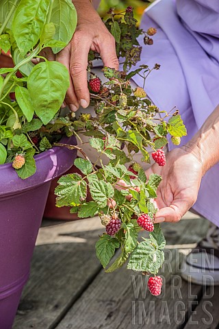 Harvesting_dwarf_raspberries_grown_in_pots_on_a_terrace