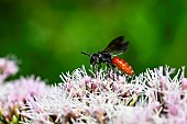 Sweat Bee (Sphecodes albilabris) parasitic bee on Hemp agrimony (Eupatorium cannabinum), Parc Richard Pouille, Vandoeuvre-les-Nancy, Lorraine, France