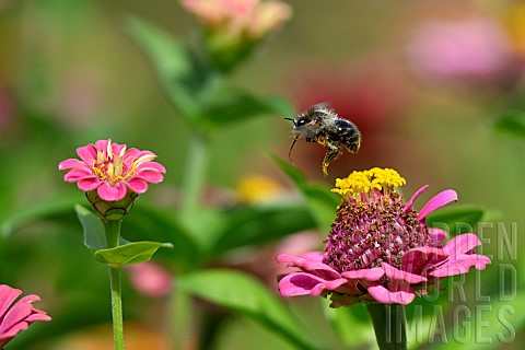 Bumblebee_Bombus_sp_in_flight_over_an_elegant_Zinnia_Zinnia_elegans_JeanMarie_Pelt_Botanical_Garden_