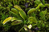 Venus flytrap (Dionaea muscipula) Droséracée de lE USA, Jardin botanique Jean-Marie Pelt, Nancy, Lorraine, France