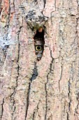 Little owl (Athena noctua) looking out though a hole in a tree, England