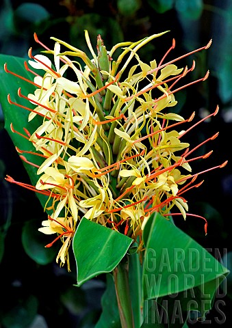 Spiked_ginger_Lily_Hedychium_spicatum_flowers
