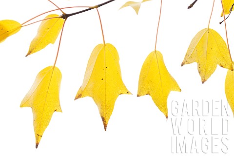 Trident_maple_Acer_buergerianum_leaves_in_autumn
