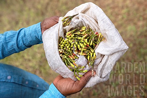 Planting_clove_trees_harvesting_and_drying_the_flowers_known_as_cloves_Worker_presenting_the_flower_