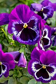 Garden pansy (Viola x wittrockiana)