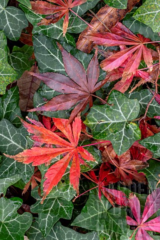 Dead_leaves_of_Japanese_maple_Acer_palmatum_fallen_on_a_bed_of_Ivy_Hedera_sp