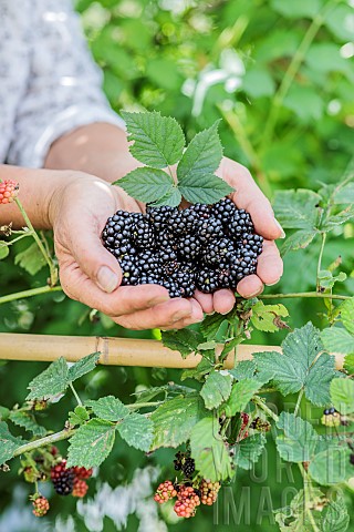 Woman_picking_thornless_blackberries_Rubus_fruticosus_Black_Satin_in_summer