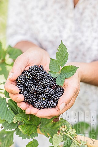 Woman_picking_thornless_blackberries_Rubus_fruticosus_Black_Satin_in_summer