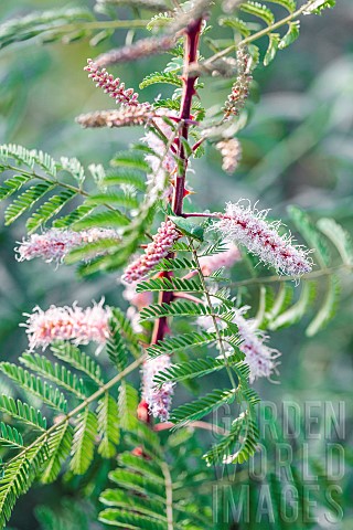 Flowering_of_Mimosa_dysocarpa_a_droughtresistant_Texas_plant_grown_in_the_TarnetGaronne_region_Franc