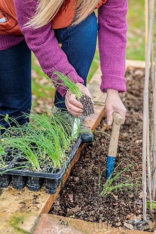 Woman_transplanting_Tokyo_Long_White_spring_onions_in_a_small_vegetable_garden