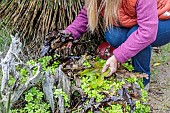 Woman removing fallen leaves from a ground-covering perennial in autumn.