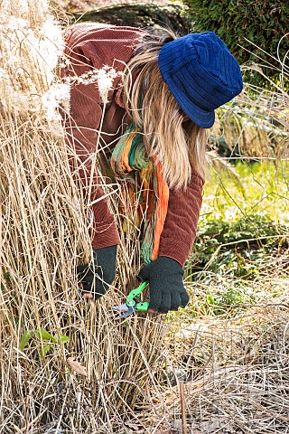 Woman_cleaning_a_Miscanthus_grass_in_late_winter