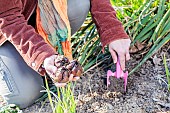 Woman planting royal lilies (Lilium regale) in winter.