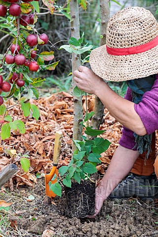 Woman_planting_a_Dregea_vine_at_the_foot_of_an_apple_tree_in_autumn
