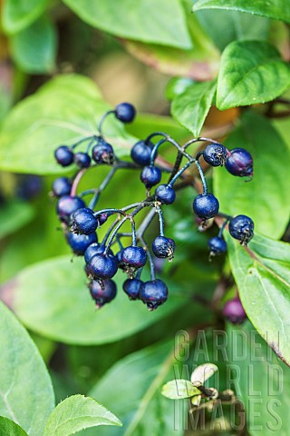 Brilliant_blue_berries_of_Dichroa_febrifuga_medicinal_plant