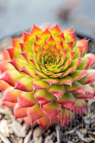 Sempervivum_hybride_Gold_Nugget_in_winter_colored_red