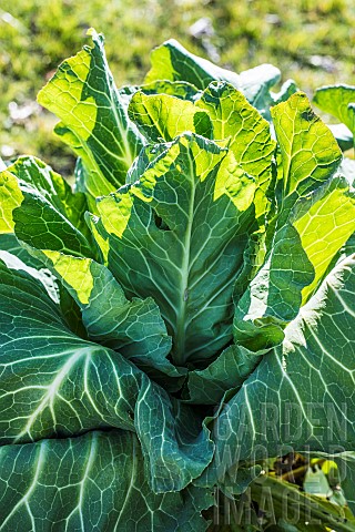Cabbage_Filderkraut__an_old_variety_with_a_very_large_head