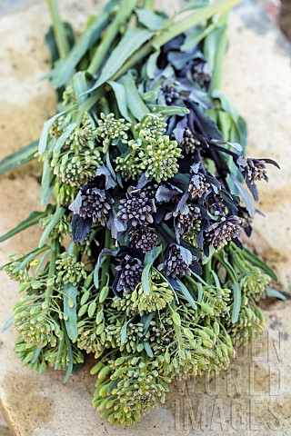 Harvest_cabbage_flower_spikes_edible_as_asparagus